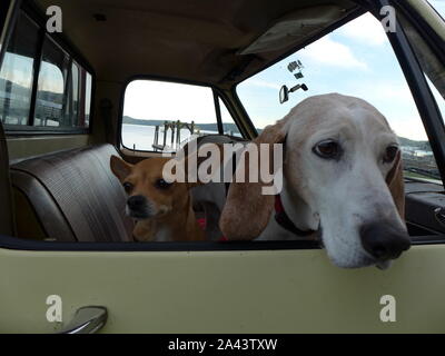 Due cani nel carrello Foto Stock