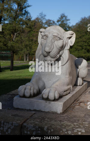 Pony Moutan, Buskpion (Paeonia suffruticosa) Foto Stock