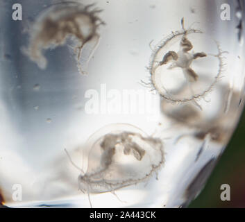 La Craspedacusta sowerbi, meduse di acqua dolce nel phylum Cnidaria, è visto in una bottiglia a Yi'en county, Enshi Tujia e Miao Prefectur autonoma Foto Stock