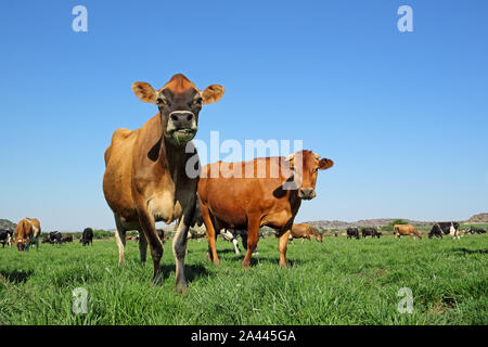 A basso angolo di visione delle vacche da latte di pascolare su lussureggianti e verdi pascoli contro un cielo blu chiaro Foto Stock