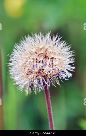 Comune di tarassaco (Taraxacum officinale) verde verso il basso vicino a Charlton Mackrell Somerset Foto Stock