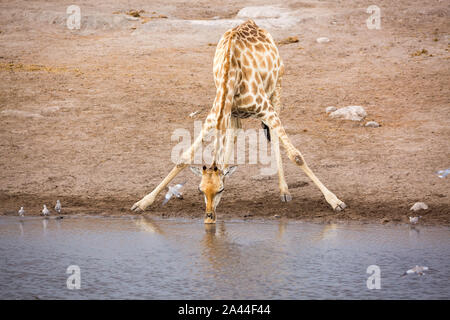 Unico giraffe bere a waterhole con alcuni uccelli intorno ad esso, Etosha, Namibia, Africa Foto Stock