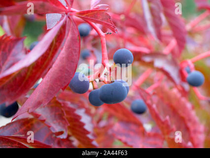 Virginia superriduttore (Parthenocissus quinquefolia) in autunno, in Baviera, Germania, Europa Foto Stock