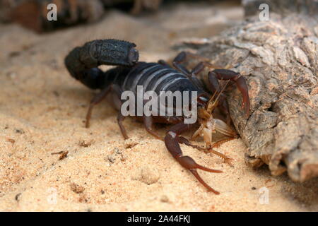 TRANSVAALICUS thick-tailed SCORPION, Foto Stock