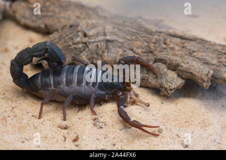 TRANSVAALICUS thick-tailed SCORPION, Foto Stock
