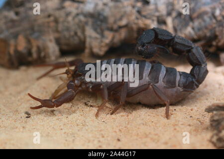 TRANSVAALICUS thick-tailed SCORPION, Foto Stock
