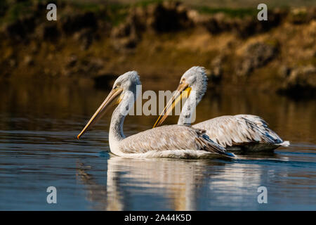 Pellicano dalmata o Pelecanus crispus coniugata coppia nuotare in acqua durante la stagione invernale il tempo di migrazione nella zona umida del parco nazionale di Keoladeo bharatpur india Foto Stock