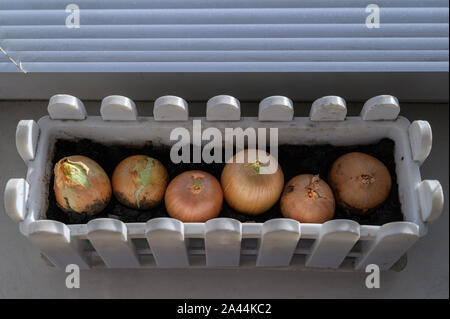 Bulbi di cipolle sul davanzale in autentica home interni. Foto Stock