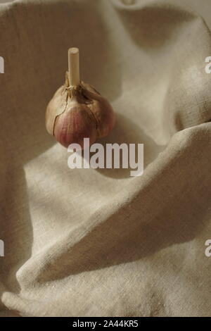 Bulbo aglio su un annata tovaglie di lino. Foto Stock