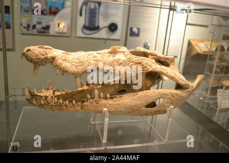 Cranio di coccodrillo di acqua salata in esposizione all'interno del Natural History Museum di Colchester, Regno Unito Foto Stock