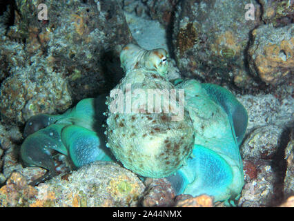 Giorno Polpo (Octopus cyanea) sulla barriera corallina. L'Atollo di Ari Sud, Maldive Foto Stock