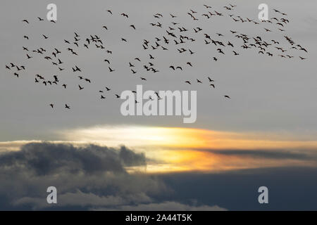 Southport, Merseyside. Meteo Regno Unito. 12 Ottobre 2019. La pioggia del mattino presto seguita da condizioni più luminose in località. Sulla costa, come si stima 48,800 uccelli migranti alzano all'alba dalla RSPB Ribble Marsh. I Pinkies segnalano l'arrivo dell'inverno sulla costa di Sefton, mentre le enormi greggi di oche rosa emigranti arrivano dalle clime settentrionali allo stramaro in Inghilterra. Migliaia di "Pinkies" trascorrono i mesi invernali, pascolo e foraggio nei terreni agricoli del Lancashire occidentale durante il giorno e gottando sulle praterie estuarie. Circa il 280,000, il 80% della popolazione mondiale inverno nel Regno Unito. Foto Stock