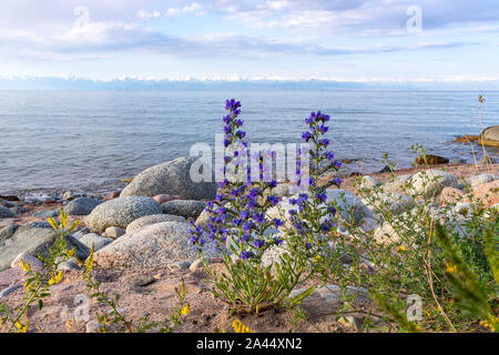 Issyk-Kul lago con Echium vulgare fiori su una spiaggia rocciosa e montagne con cime innevate all'orizzonte. Kirghizistan Foto Stock