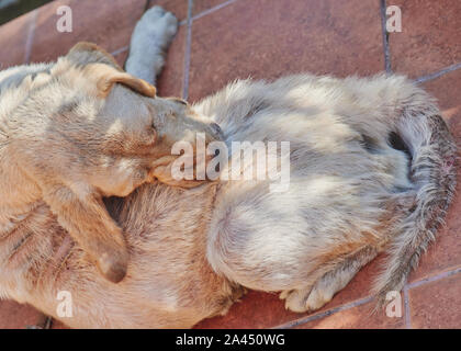 Danni Pelliccia di cane tema. Il Labrador con malattia funguses Foto Stock