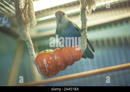 Parrot in un negozio di articoli per animali Foto Stock