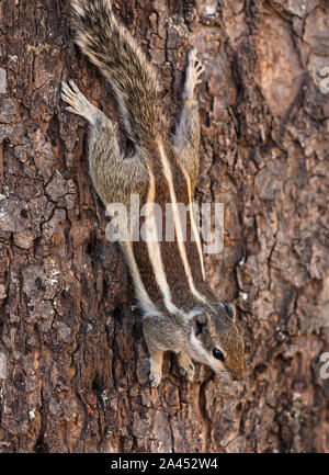 Chipmunk su un tronco di albero Foto Stock