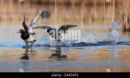 Maschi di anatra Tufted inseguiti da una femmina resumably Coot dopo allontanarsi un po' troppo vicino al suo territorio e giovani. Foto Stock