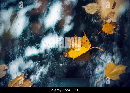 Foglie di acero era sceso da filiali e bloccato al parabrezza, che era stato bagnato dalla pioggia pesante nel triste autunno del tempo. Foto Stock