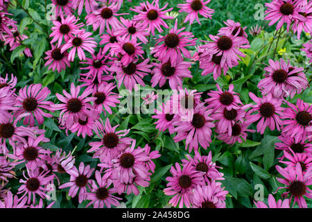 Piretro è un persiano, o rosa Daisy, Daisy dalmata, molti luminosi fiori rosa close-up. Sfondo colorato. Foto Stock