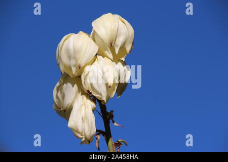 La Yucca bianco fiori di fronte a un cielo blu Foto Stock