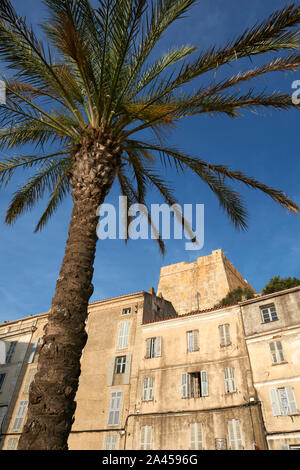 Un albero di palma e la cittadella città di Bonifacio sulla punta meridionale dell'isola francese della Corsica - Corse du Sud Francia. Foto Stock