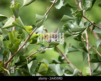 Un giapponese ramage occhio bianco, conosciuto anche come Monte bianco-eye o semplicemente un giapponese bianco-eye, Zosterops japonicus e si nasconde tra le foglie di un ginkg Foto Stock