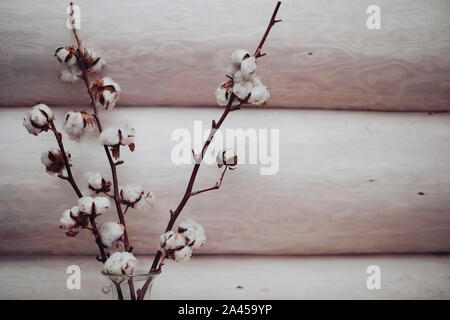 Ramo di batuffoli di cotone su rosa.decorativo bastoncini di cotone sui rami rosa contro la parete in legno. Foto Stock
