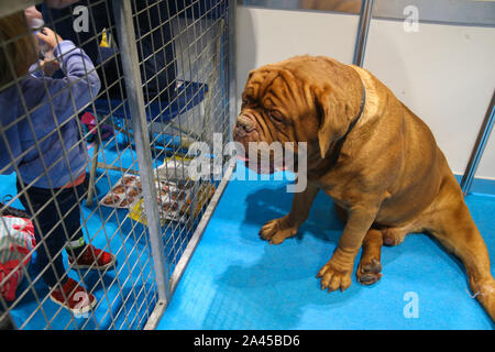 Londra, Regno Unito. Xii oct, 2019. Scopri i cani London Excel, con oltre 200 razze diverse di cani da scegliere, il kennel club attesissimo spettacolo per chi è interessato a ottenere un cane, è l'occasione perfetta per sapere esattamente quali cani è adatto alle loro esigenze, che è il più accogliente per famiglie e per coloro che come una coccola e di rilassarsi e di coloro che hanno bisogno di credito di esercizio: Paolo Quezada-Neiman/Alamy Live News Foto Stock