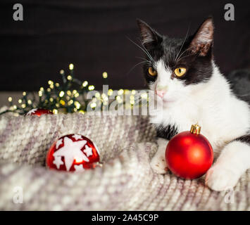 Cat recante sulla lana giocando con decorazioni di Natale - casa accogliente, hygge Foto Stock