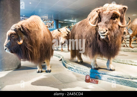 30 Novembre 2018: Shanghai in Cina - Musk ox (Ovibos moschatus) sul display nel museo. Foto Stock
