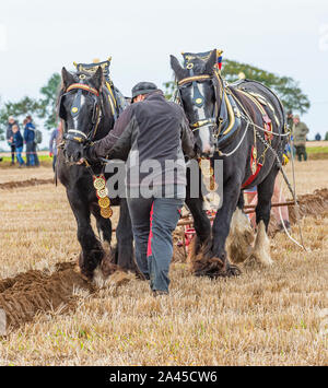 Nocton, Lincoln, Lincolnshire, Regno Unito. Xii Ottobre 2019. Oltre 200 plowmen champion e le donne provenienti da tutto il paese hanno assemblato vicino al Lincoln per competere nel 2019 nazionale britannico di campionati di aratura. Il concorso comprende molti tipi di aratro e stili di aratura su 250 acri di terreno; compresi i cavalli pesanti, trattori d'epoca e vapore motori di aratura. Il campionato, ora in c 69anno, sono organizzati dalla società di Plowmen con l obiettivo di promuovere e incoraggiare l'arte, la competenza e la scienza di arare il terreno. Credito: Matt arto OBE/Alamy Live News Foto Stock