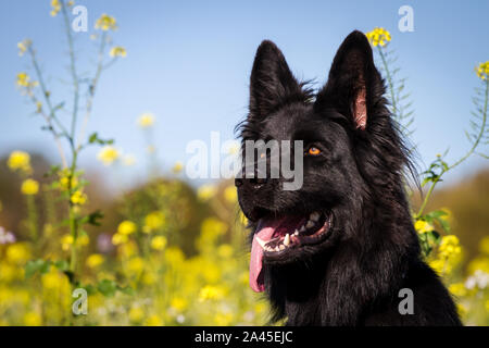 Ritratto di testa di un vecchio nero pastore tedesco femmina di cane nella parte anteriore di un fiore giallo campo Foto Stock