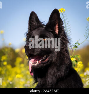 Ritratto di testa di un vecchio nero pastore tedesco femmina di cane nella parte anteriore di un fiore giallo campo Foto Stock