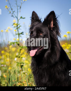 Ritratto di testa di un vecchio nero pastore tedesco femmina di cane nella parte anteriore di un fiore giallo campo Foto Stock