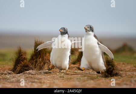 In prossimità dei due giovani pinguini Gentoo pulcini felicemente in esecuzione sul campo in erba nelle isole Falkland. Foto Stock