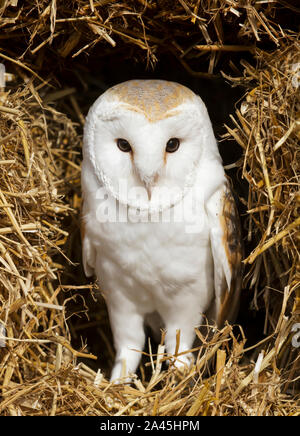 Close up di un barbagianni appollaiato sul fieno, UK. Foto Stock