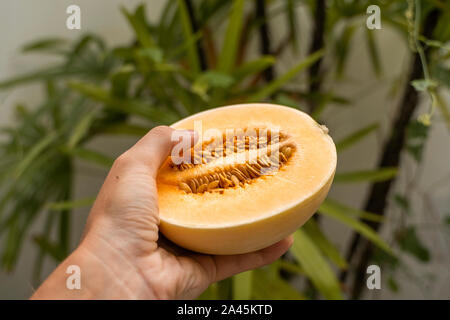 Mens mano che tiene una fresca arancio dolce melone con un albero di palma sullo sfondo. Utile e ricco di vitamine il cibo. Vegetariano. Foto Stock