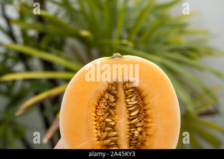 Dolci fresche melone arancione con un albero di palma sullo sfondo. Utile e ricco di vitamine il cibo. Vegetariani. Foto Stock