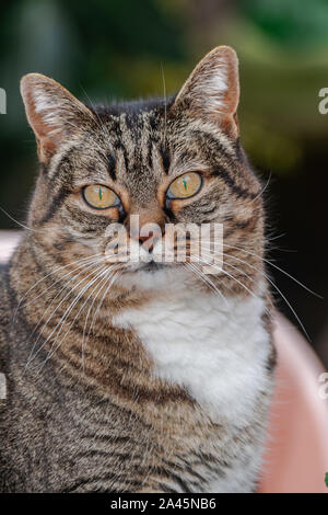 Adorabili striato grigio gatto femmina testa ritratto, guardando a voi Foto Stock
