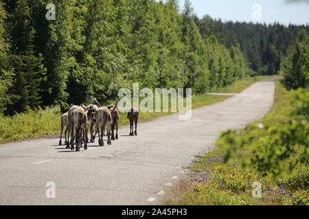 Allevamento di renne camminando sulla strada svedese. Foto Stock