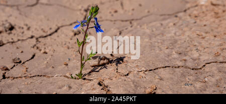 Panorama solitario fiore lilla che cresce su essiccato incrinato soi Foto Stock