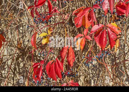 In autunno il faggio foglie decorare una bella natura sfondo bokeh di fondo con la foresta terreno, ampio formato panorama Foto Stock