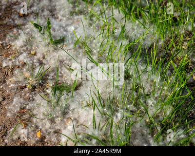 White polline di api sul terreno Foto Stock