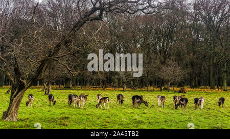 Grande mandria di cervi sulla mattina presto nella foresta paesaggio, dawn, nuvole temporalesche, Phoenix Park, Irlanda Foto Stock