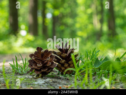 Pigna sul suolo della foresta Foto Stock