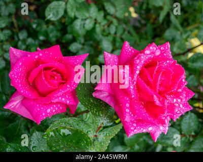 Rosa rosa con gocce di pioggia in giardino Foto Stock