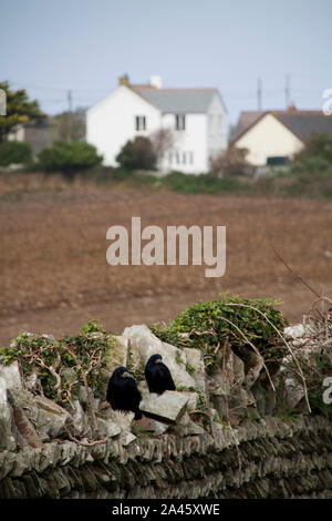 Corvi neri sul muro di pietra Foto Stock