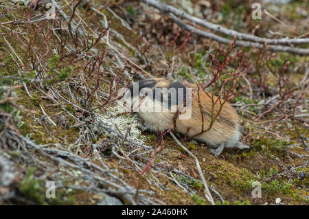 Norvegia lemming (Lemmus lemmus) vicino alla sua scavano nella tundra, Jotunheimen mountains, Norvegia Foto Stock