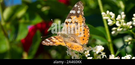 Panorama Madonna dipinta nel sole Foto Stock