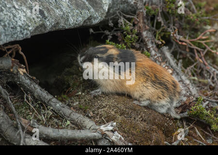 Norvegia lemming (Lemmus lemmus) vicino alla sua scavano nella tundra, Jotunheimen mountains, Norvegia Foto Stock